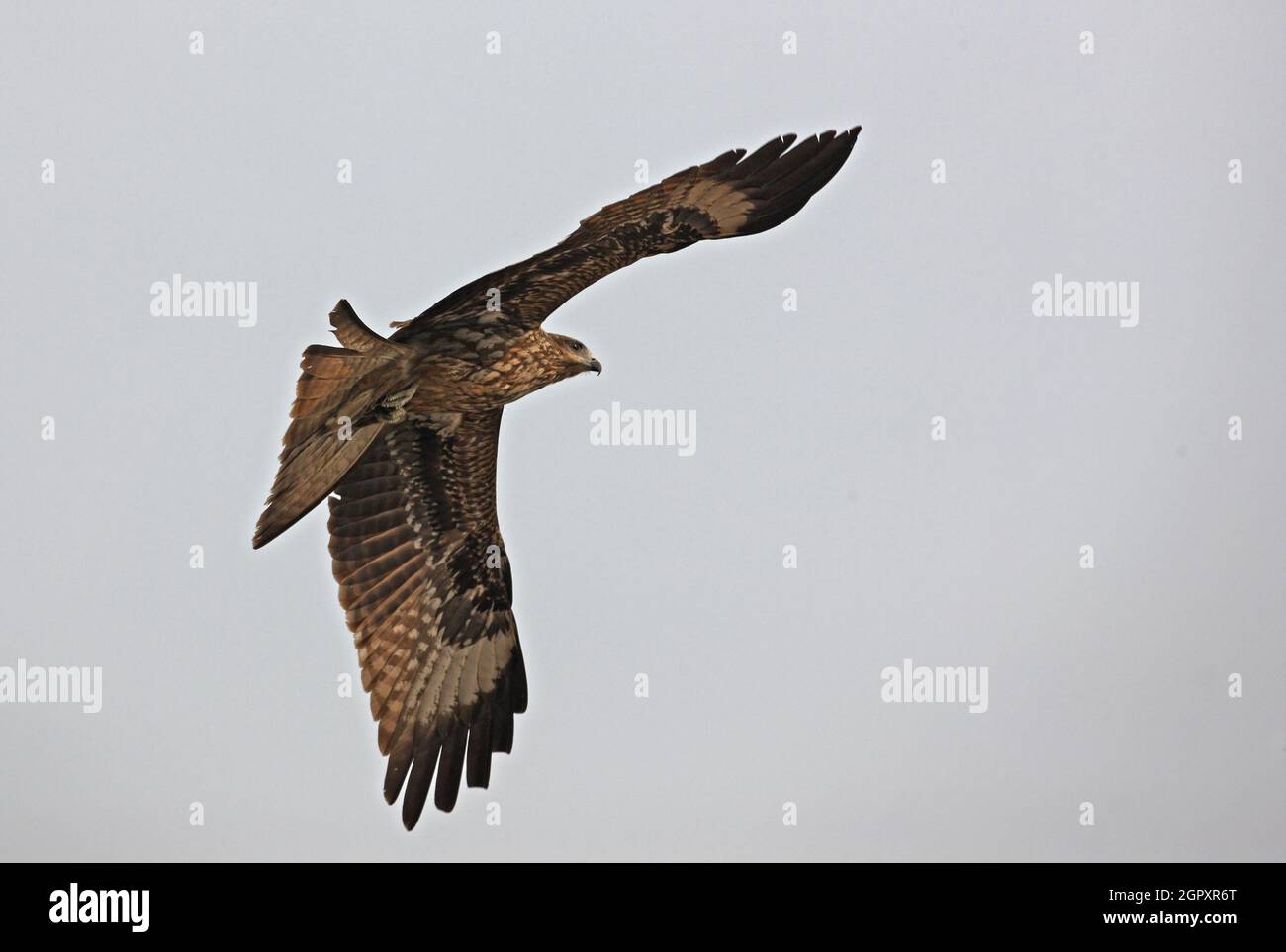 Black-eared Kite (Milvus migrans lineatus) juvenile in flight  Guwahati, Assam, India          January Stock Photo