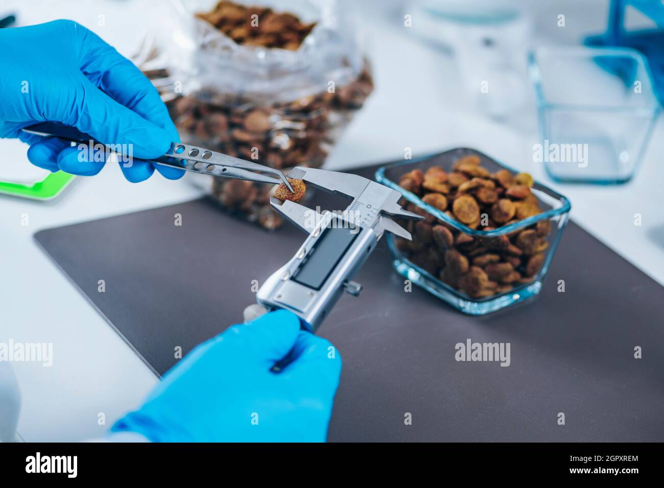 Pet Food Safety Test. Measuring Dry Pet Food Kibble With Vernier