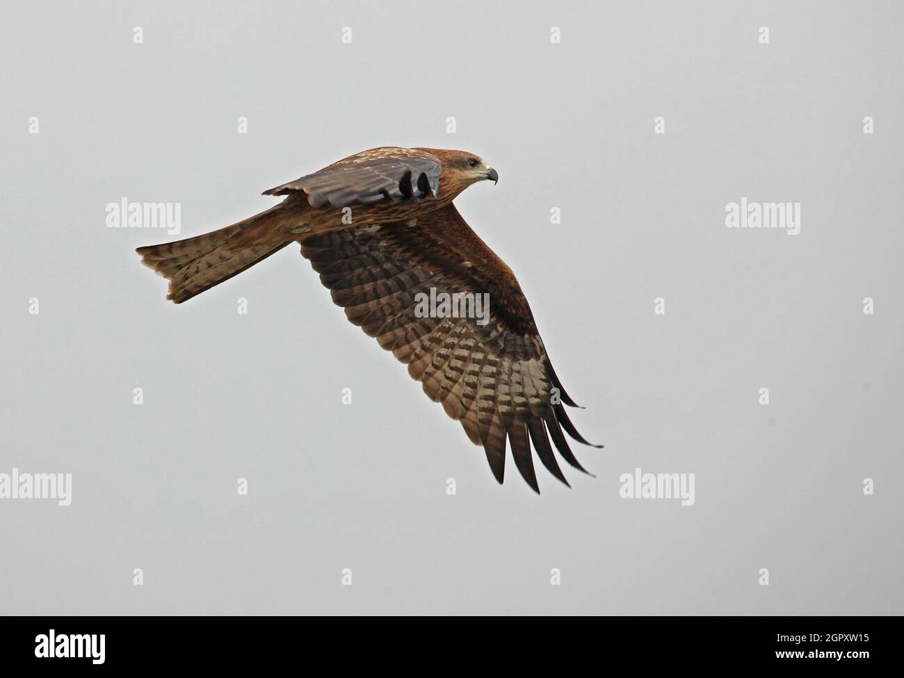 Black-eared Kite (Milvus migrans lineatus) immature in flight  Guwahati, Assam, India          January Stock Photo