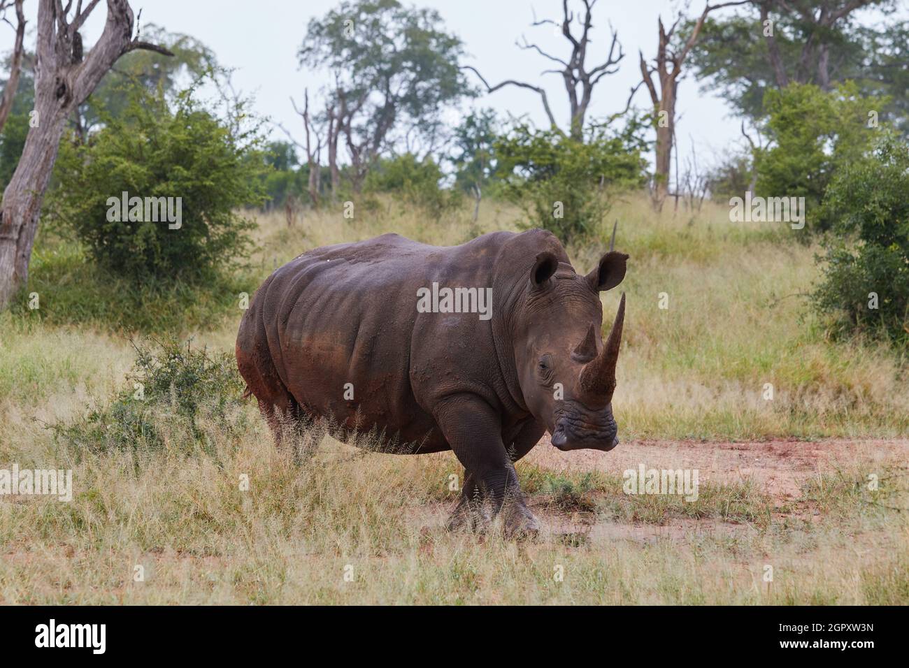 White Rhino In Swaziland Stock Photo