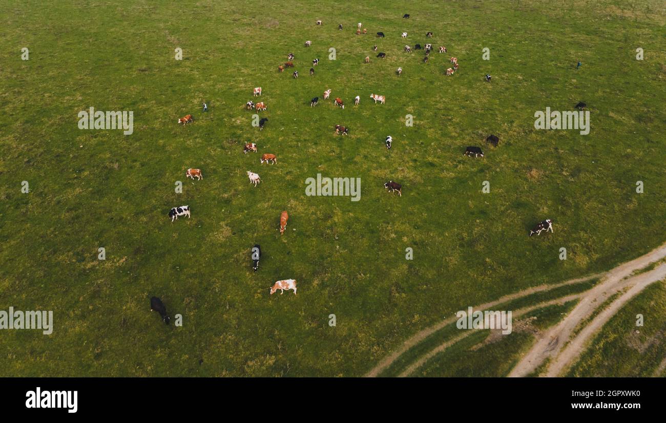 cows in the field farming concept. autumn season Stock Photo