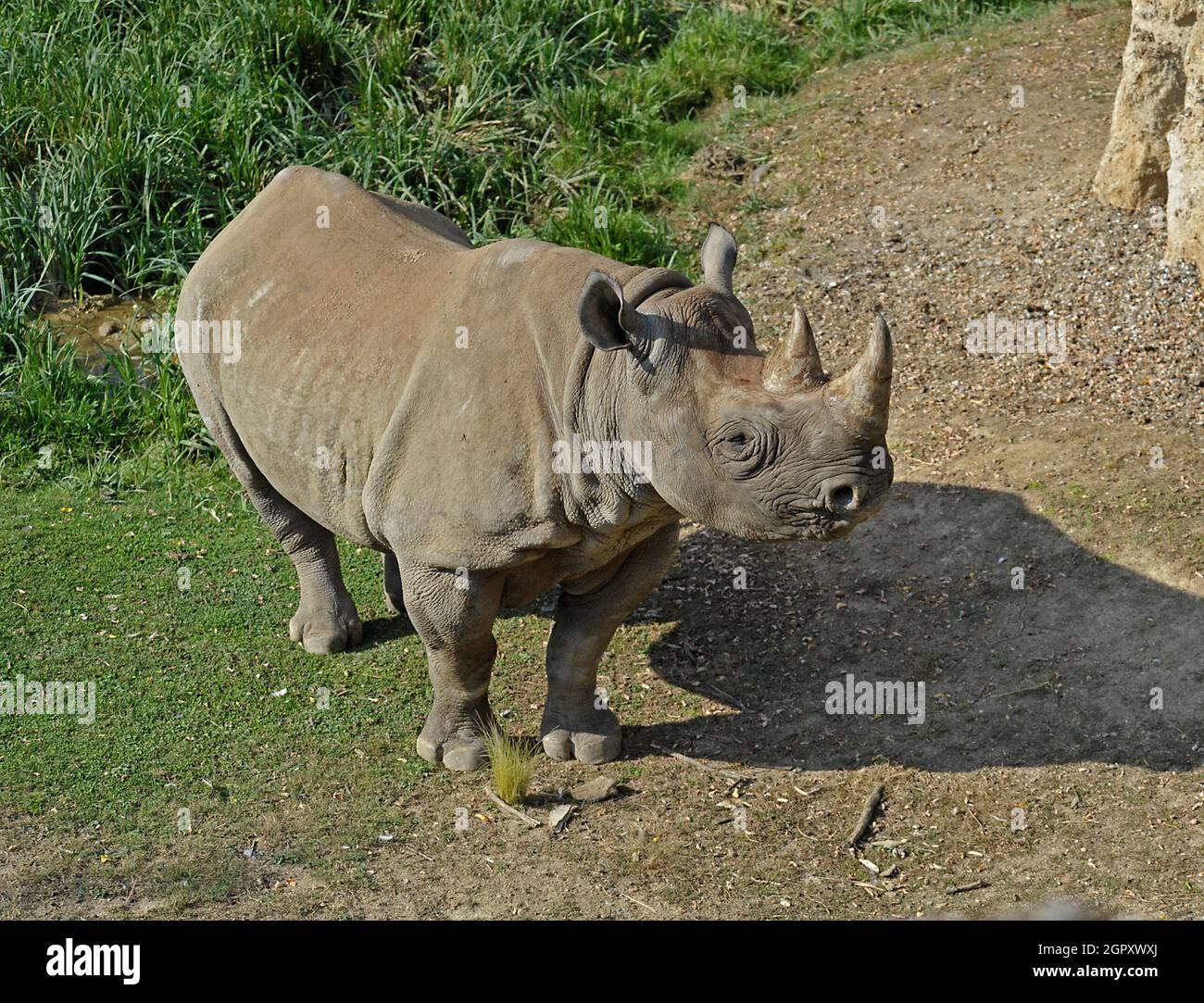Black rhinoceros running hi-res stock photography and images - Alamy