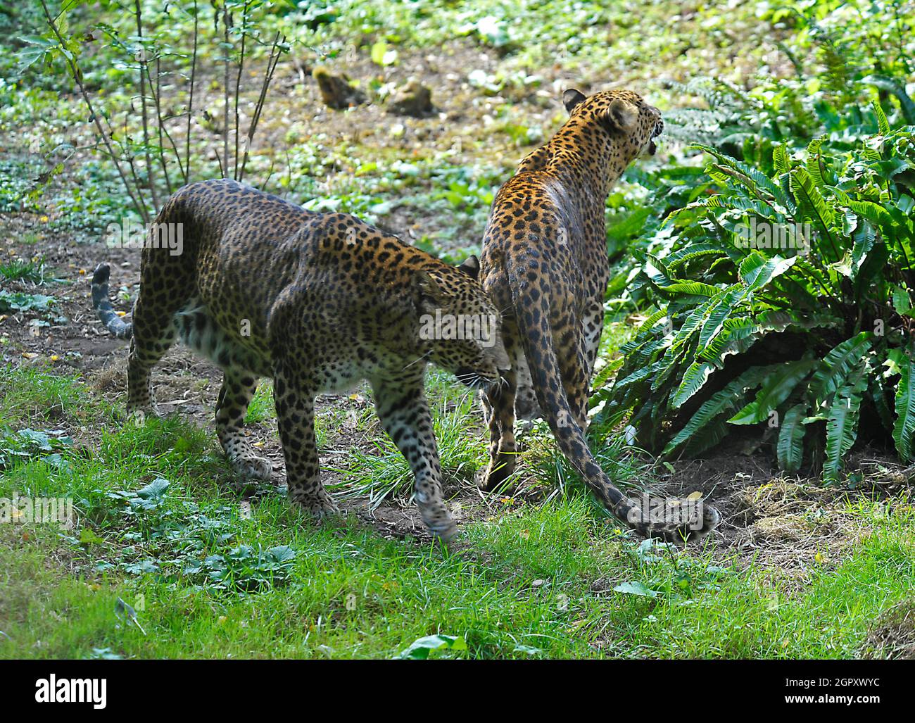 Pair of Leopards Stock Photo