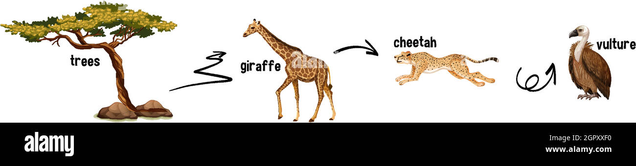 Giraffe Food Web Biology Diagrams