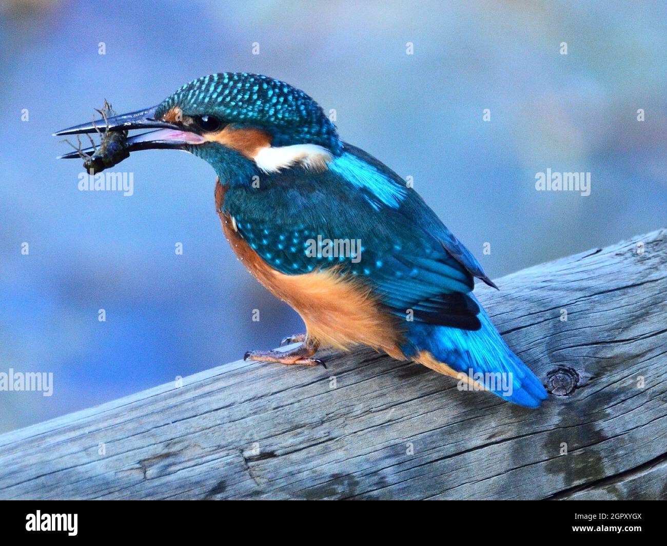 Close-up Of Bird Perching On Wood Stock Photo