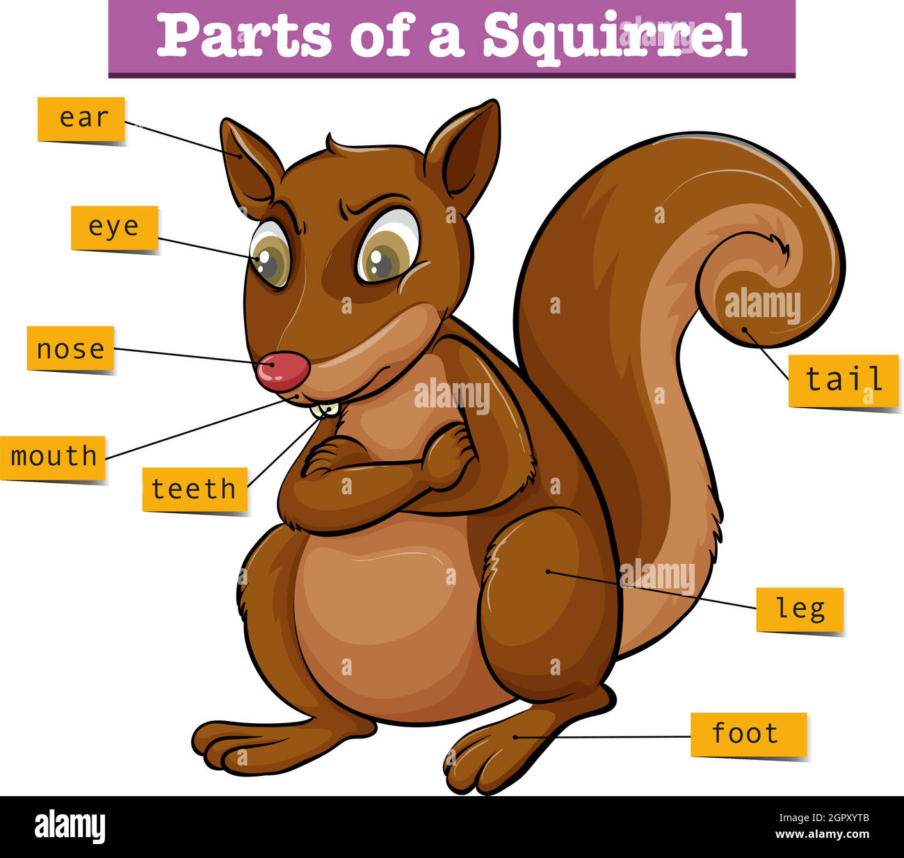 Diagram showing different parts of squirrel Stock Vector