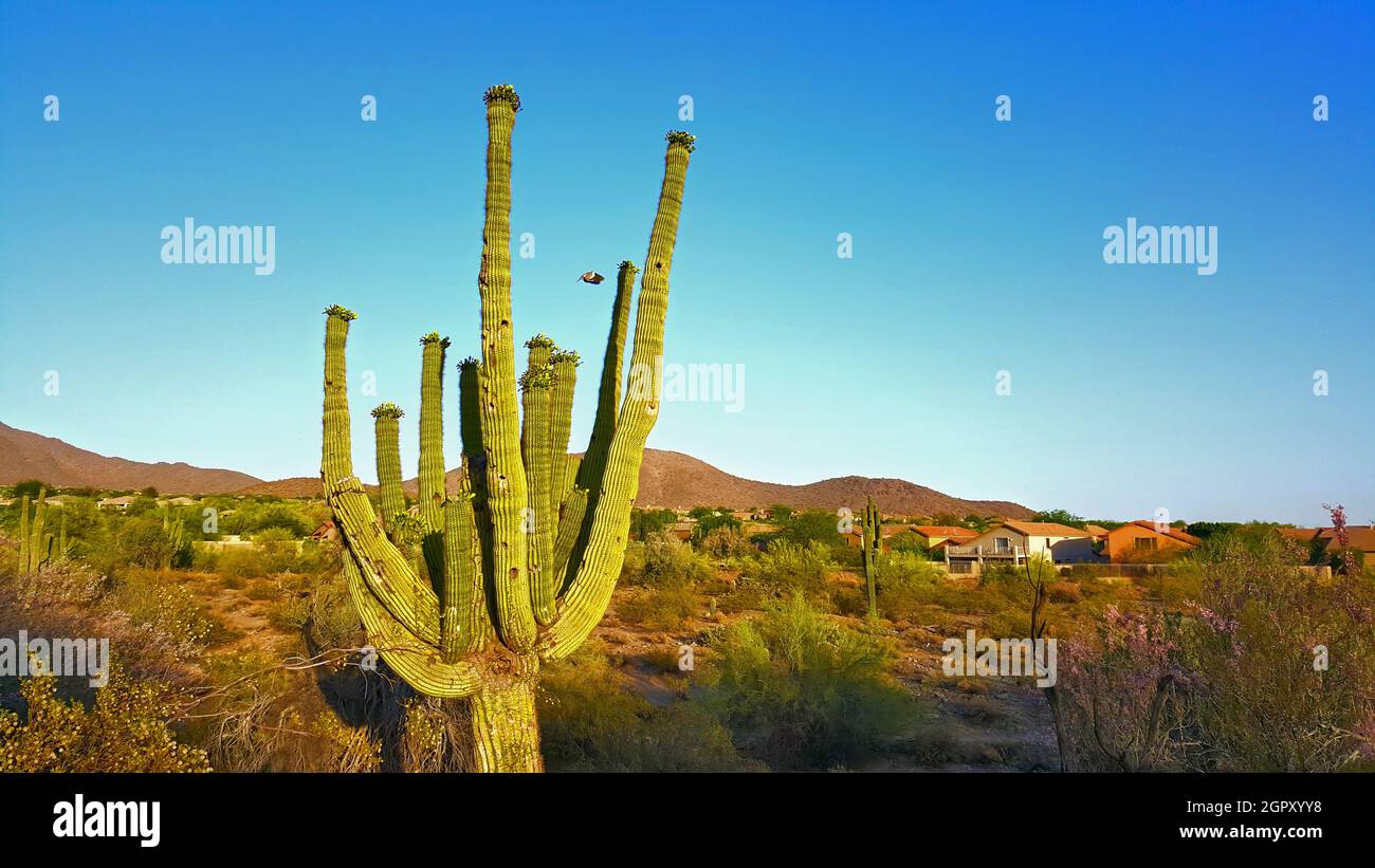 Cactus Growing In Desert Against Clear Blue Sky Stock Photo