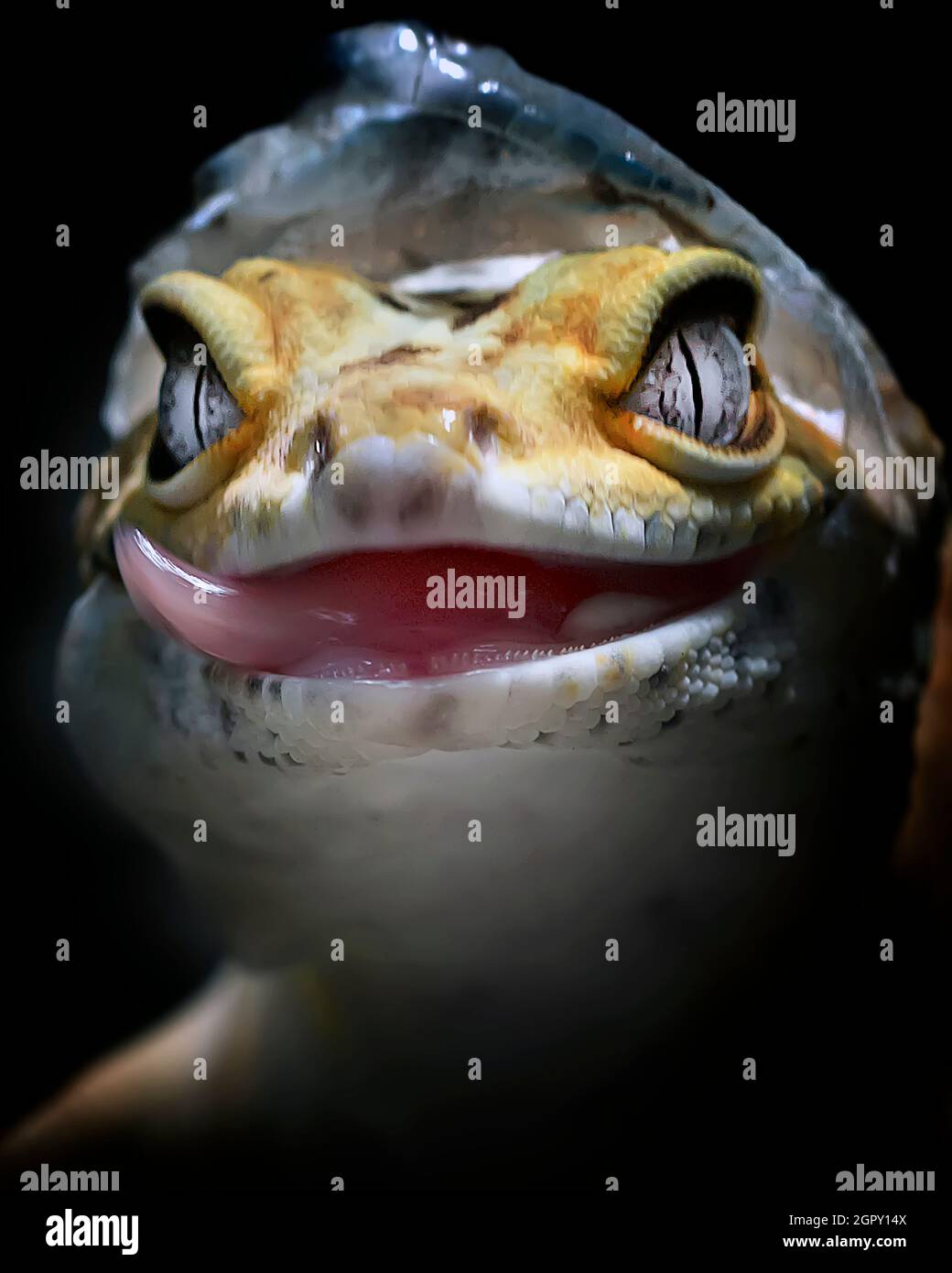 Frog shedding skin hires stock photography and images Alamy