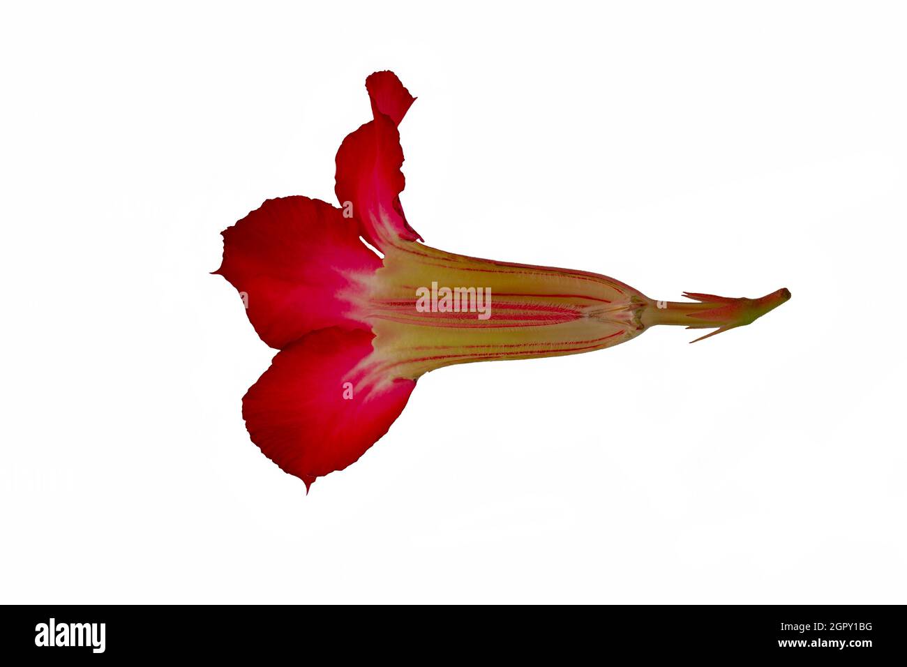 Japanese frangipani or adenium flowers are red, the inside of the flower is visible with a clipping path Stock Photo