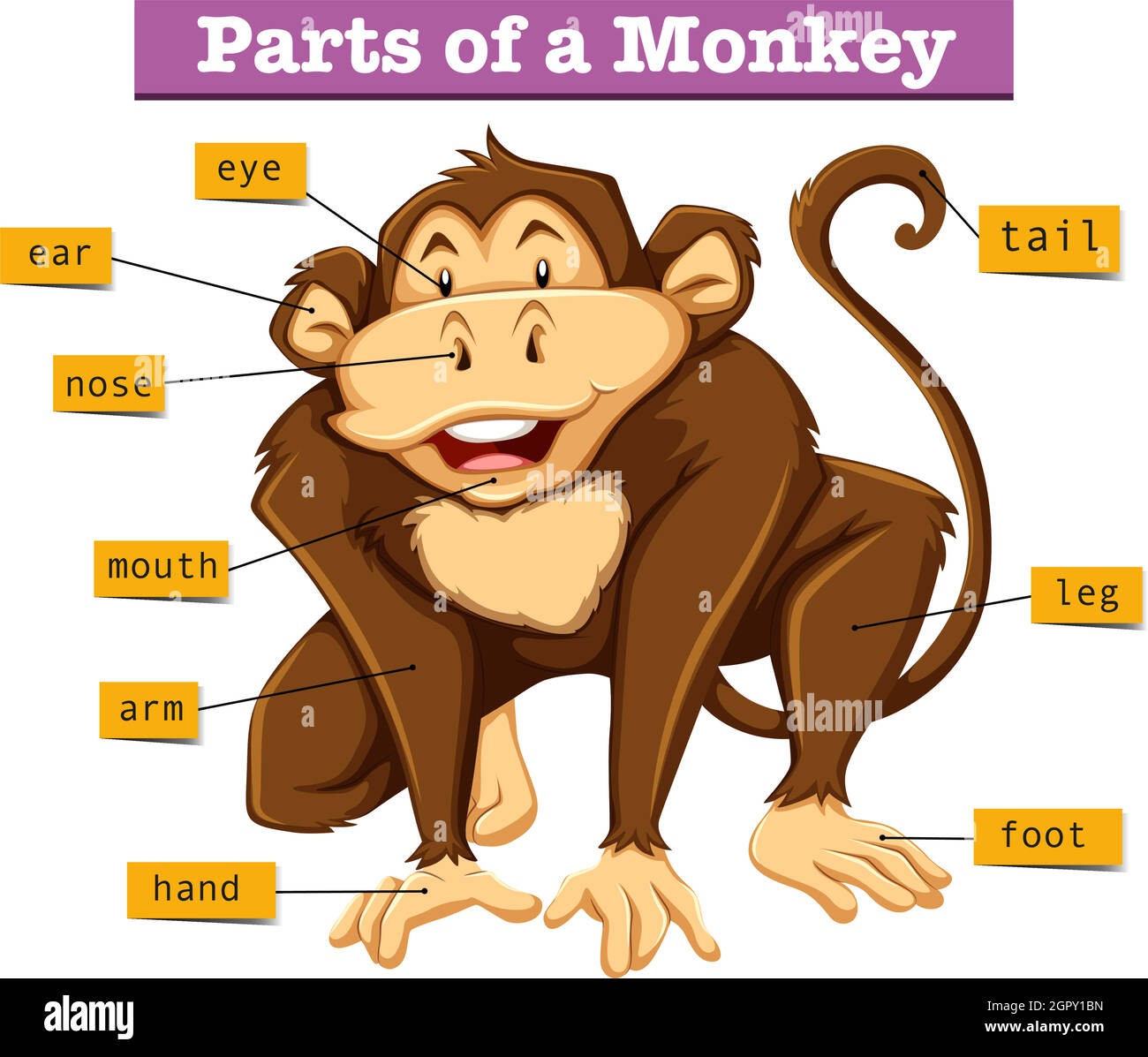 Diagram showing parts of monkey Stock Vector