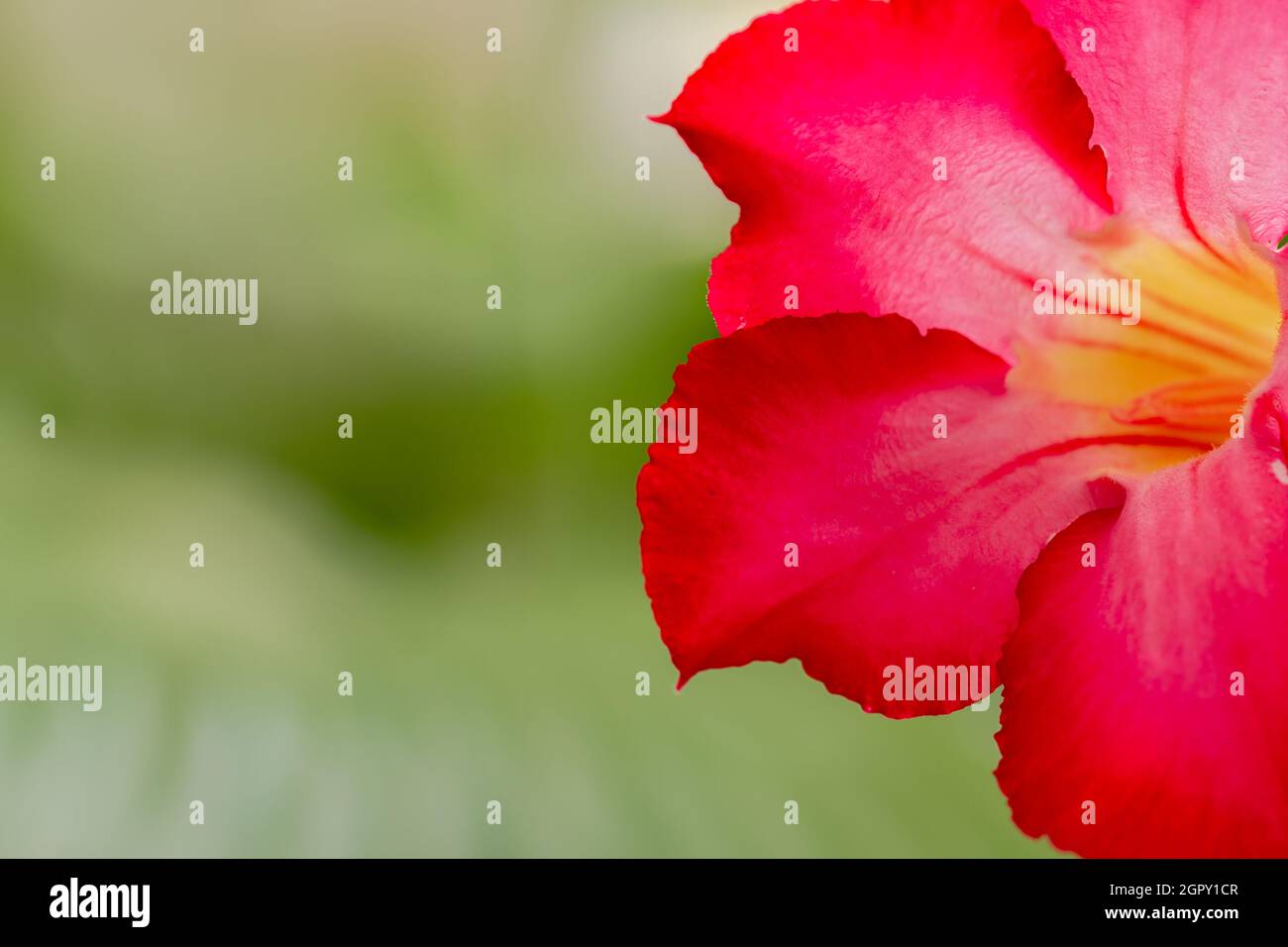 Japanese frangipani flower red known as adenium, foliage background blur Stock Photo