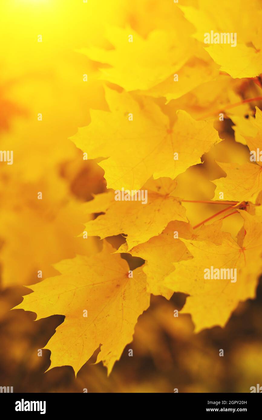 Beautiful golden maple leaves hi-res stock photography and images - Alamy