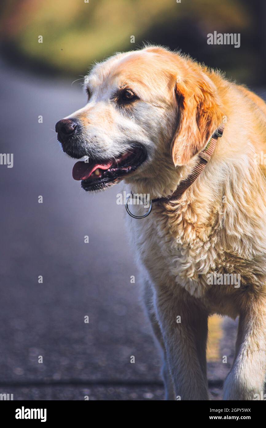Closeup Of Dog Looking Away Stock Photo Alamy