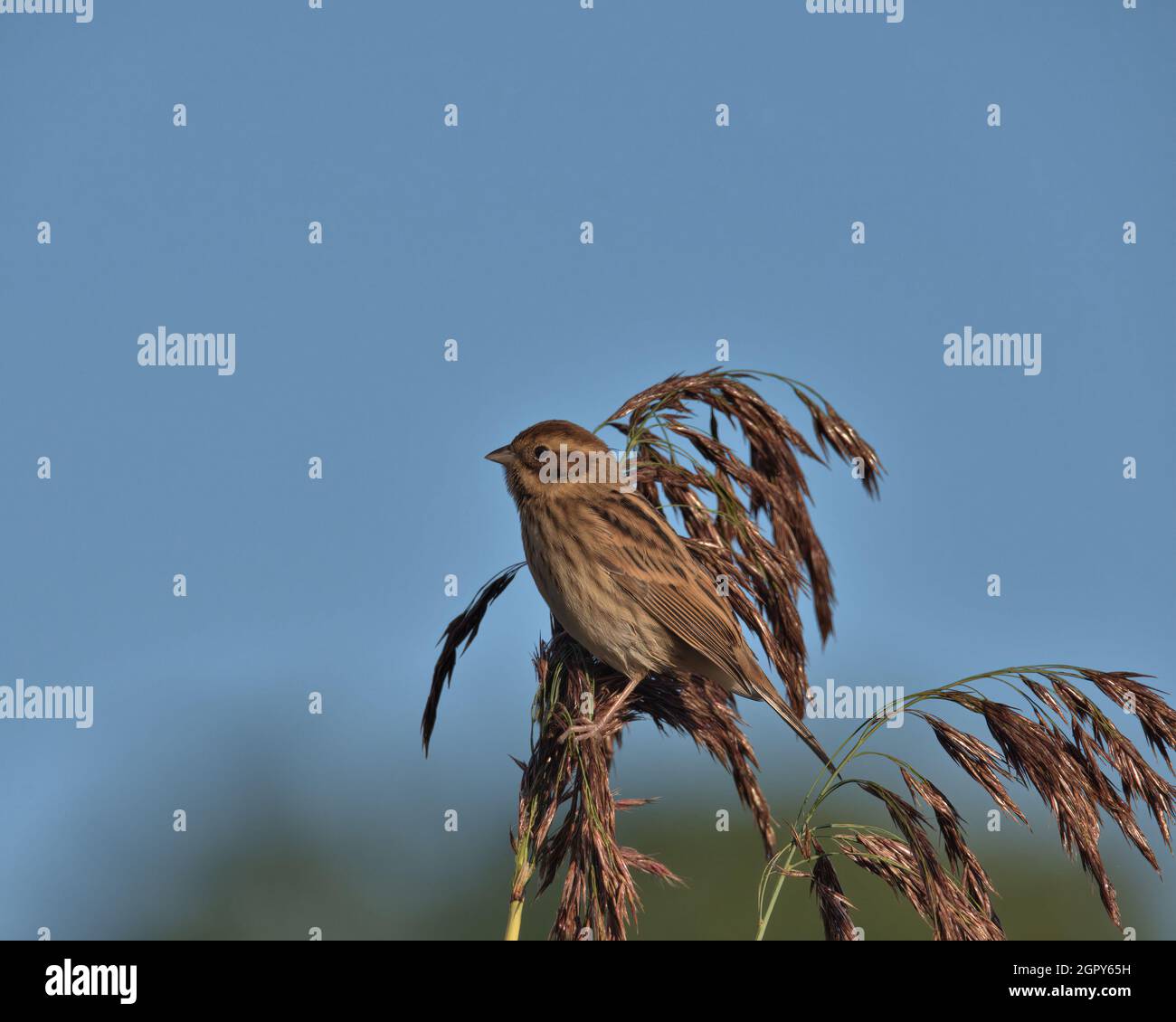 Female Common reed bunting on top of reed seed heads Stock Photo Alamy