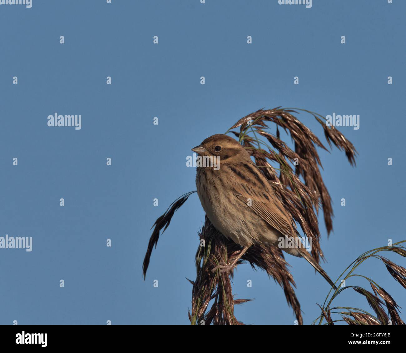 Female Common reed bunting on top of reed seed heads Stock Photo Alamy