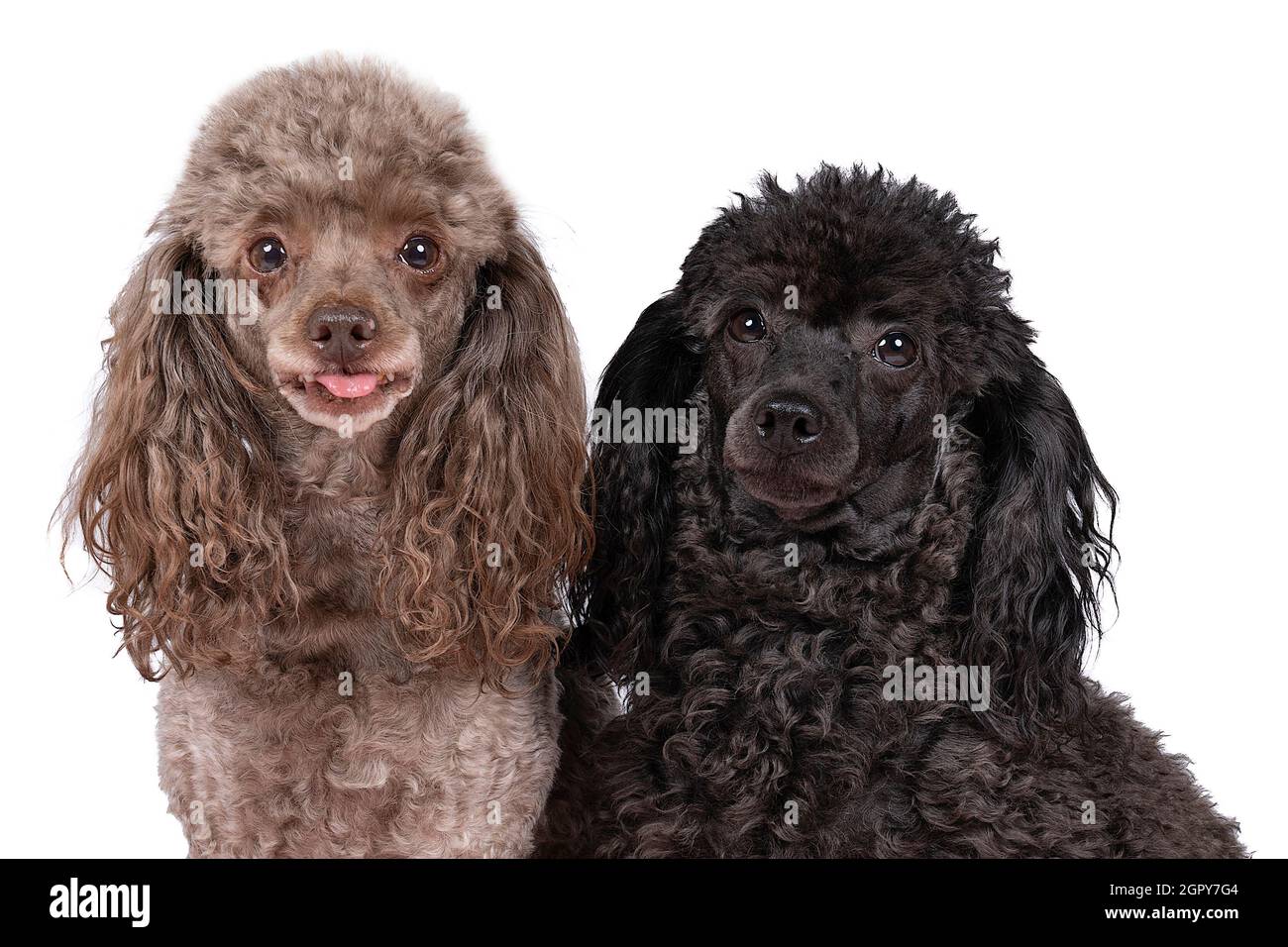 Are Poodles Yappy Dogs
