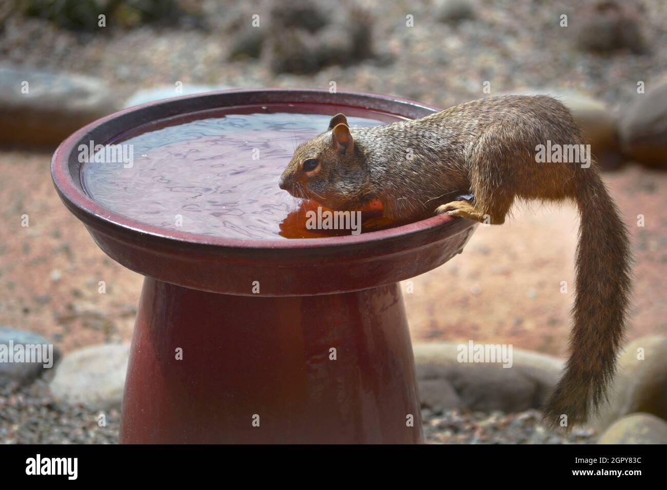 A rock squirrel (Spermophilus variegates) drinks from a backyard bird