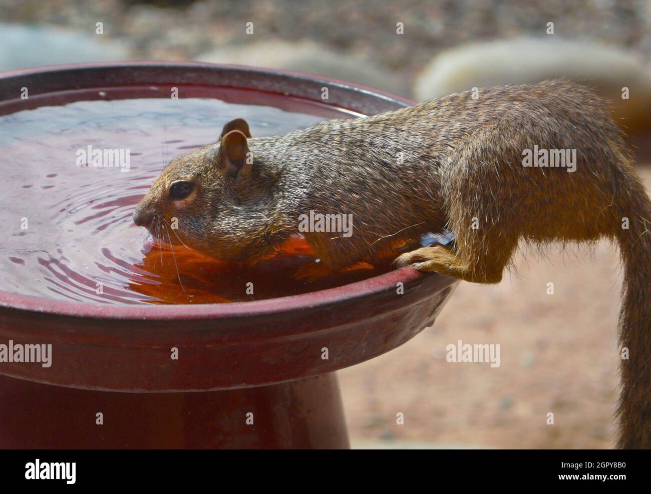 A rock squirrel (Spermophilus variegates) drinks from a backyard bird