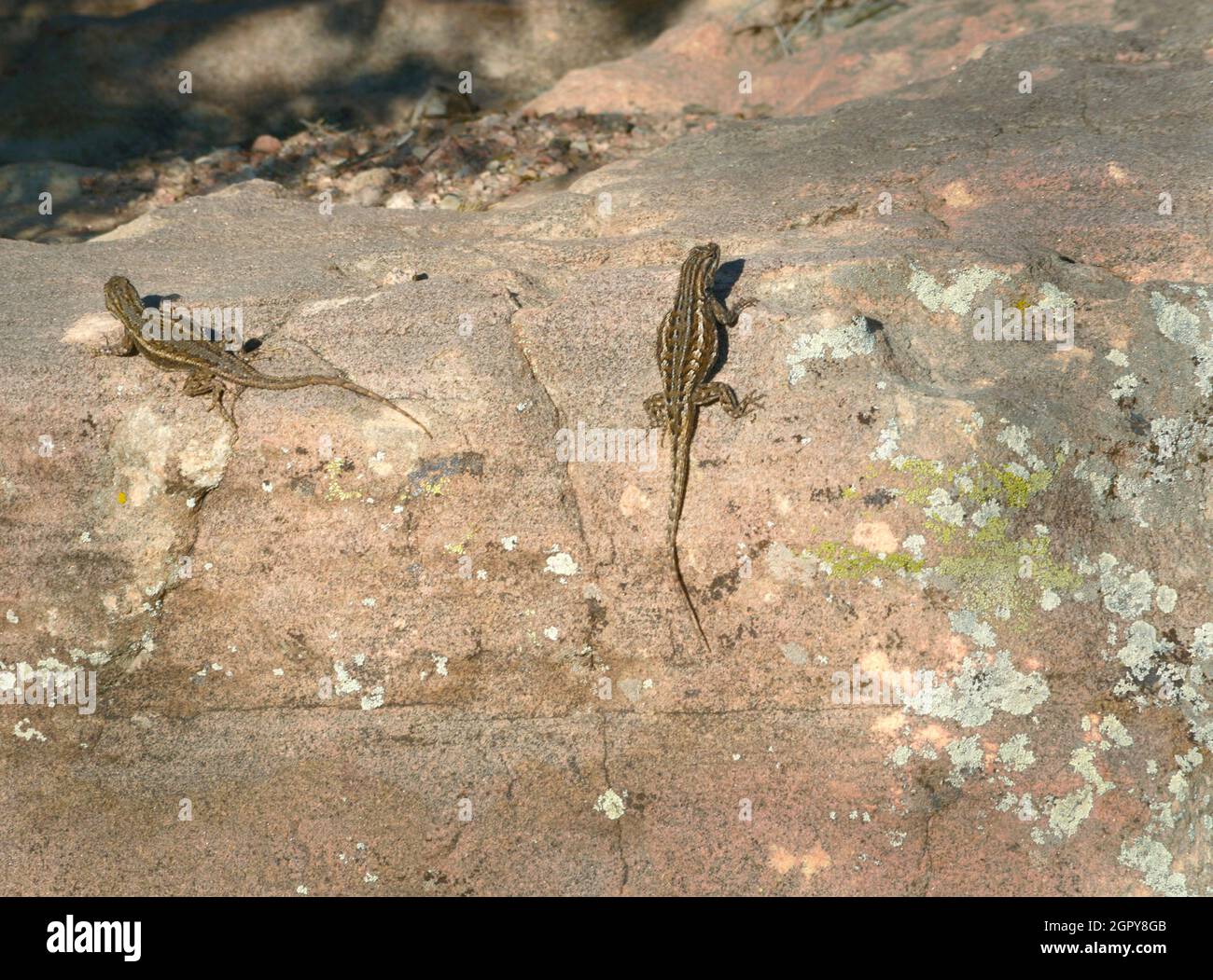 A pair of sagebrush lizards (Sceloporus gracious) soak up the warming sun on a rock in New Mexico. Stock Photo