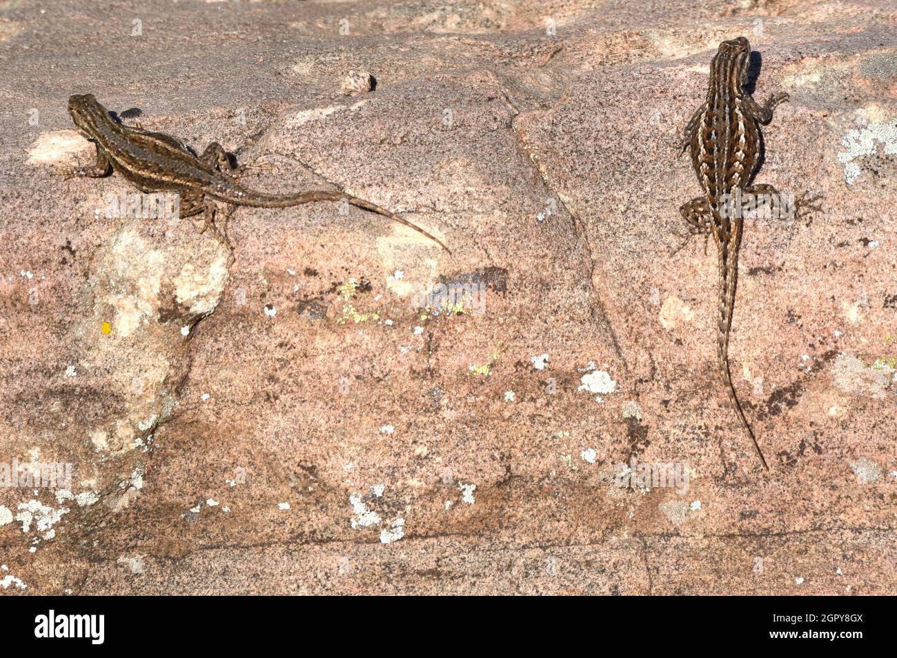 A pair of sagebrush lizards (Sceloporus gracious) soak up the warming sun on a rock in New Mexico. Stock Photo