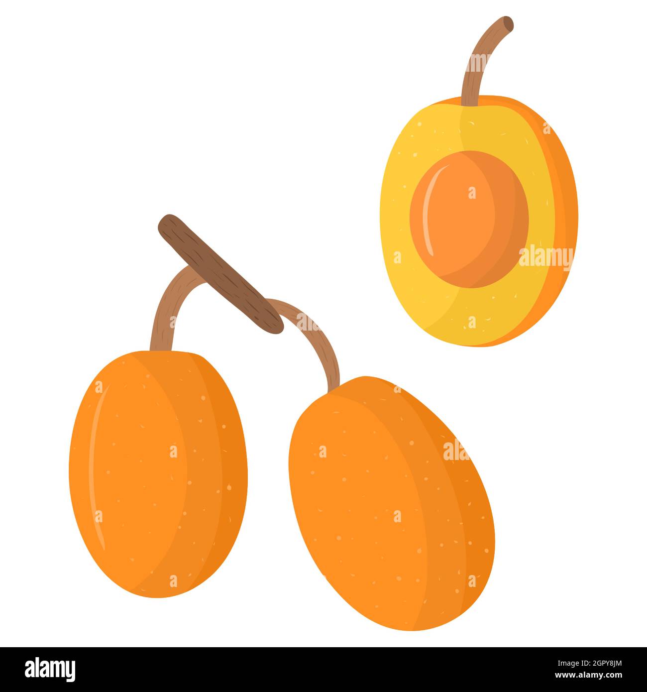 Cartoon illustration with colorful ximenia fruit. Farm market product. Vector hand drawn graphic. Single isolated art. Stock Vector