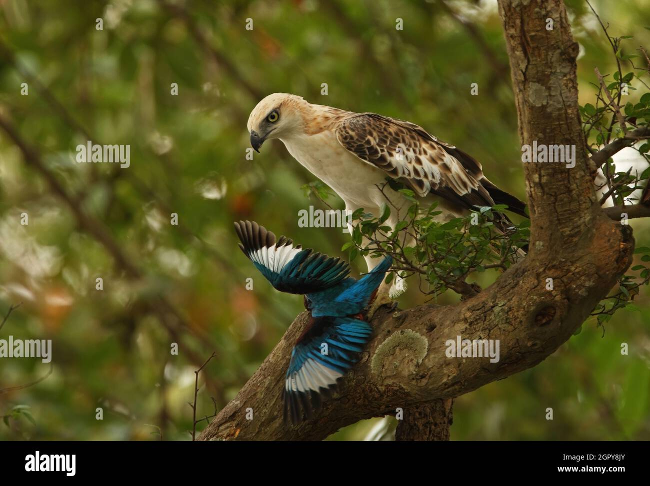 Changeable Hawk-eagle (Nisaetus cirrhatus ceylanensis) sub-adult perched in  tree with White-breasted Kingfisher (Halcyon smyrnensis) in talons (endemi  Stock Photo - Alamy