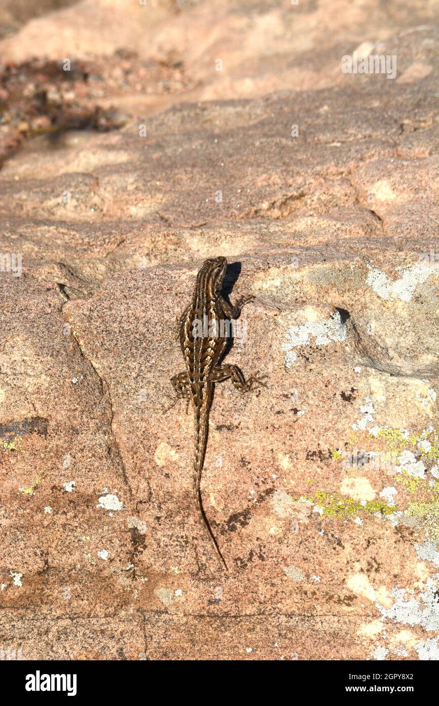 A sagebrush lizard (Sceloporus gracious) soaks up the warming sun on a rock in New Mexico. Stock Photo