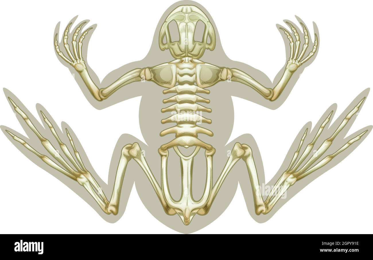 Frog amphibian skeleton bones Stock Vector Images Alamy