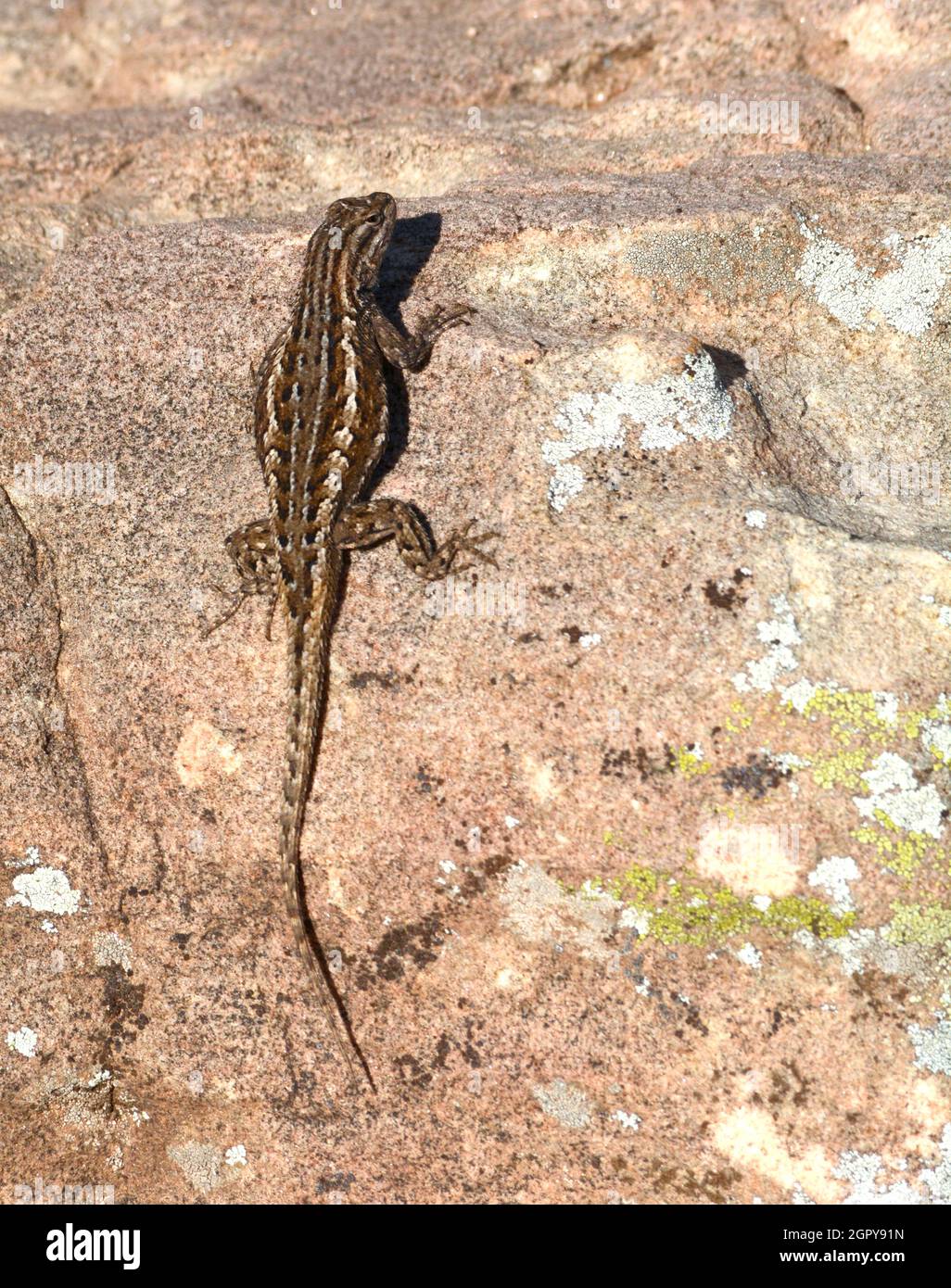 A sagebrush lizard (Sceloporus gracious) soaks up the warming sun on a rock in New Mexico. Stock Photo