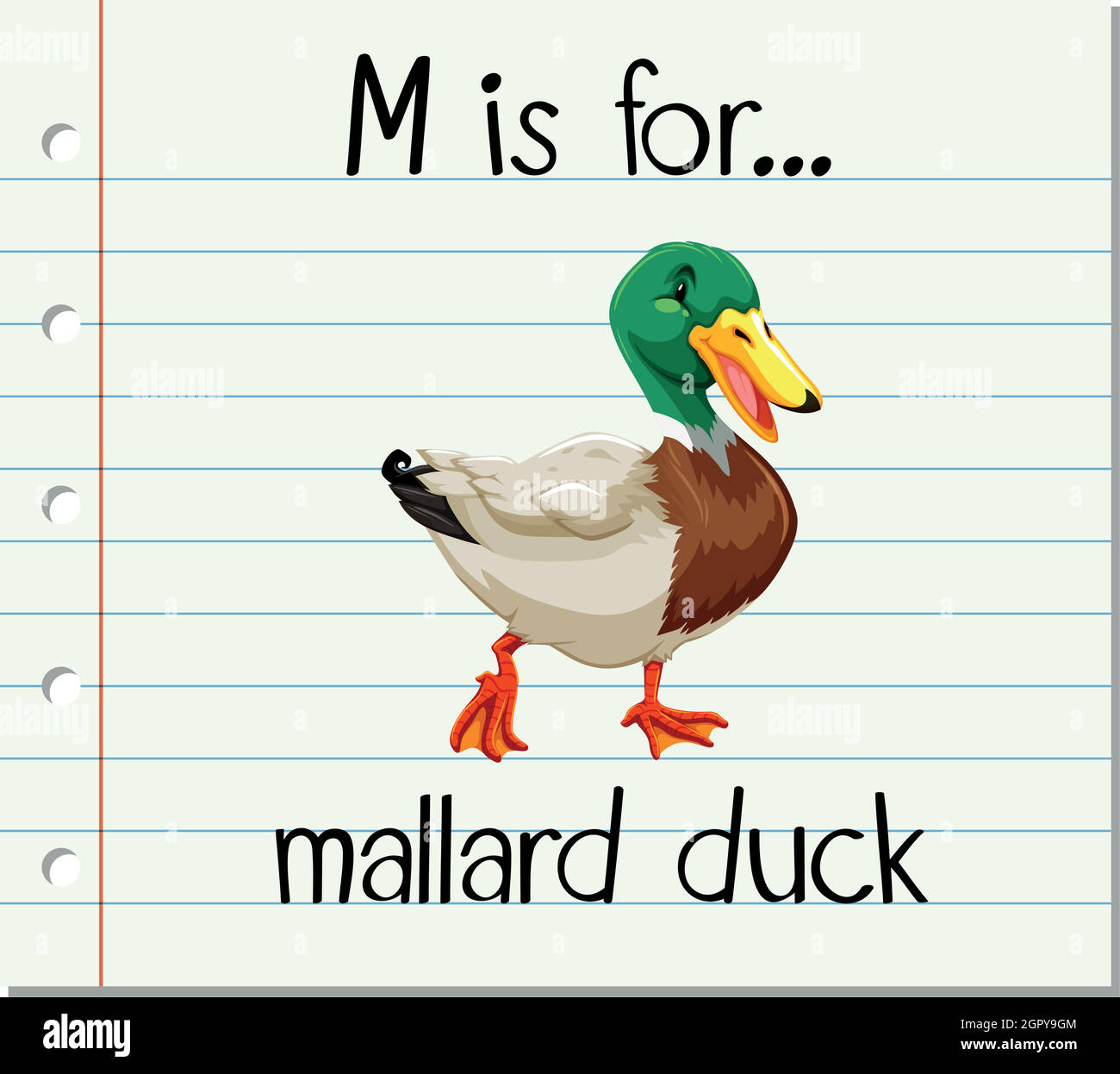 Flashcard letter M is for mallard duck Stock Vector