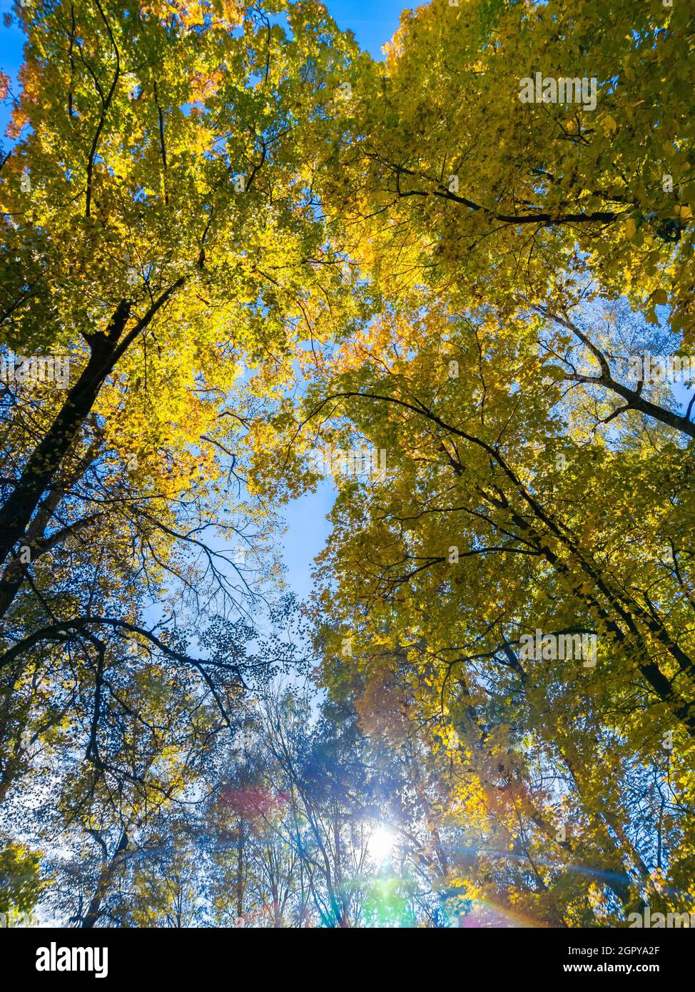 autumn vivid yellow and green maple trees on blue sky background - full ...