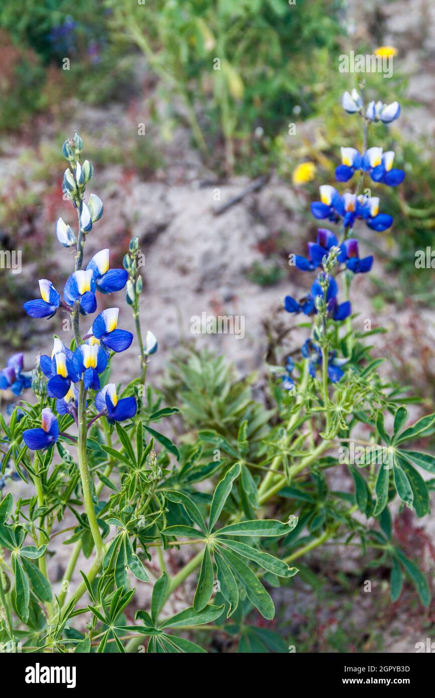 Lupinus mutabilis, species of lupin grown in the Andes, mainly for its
