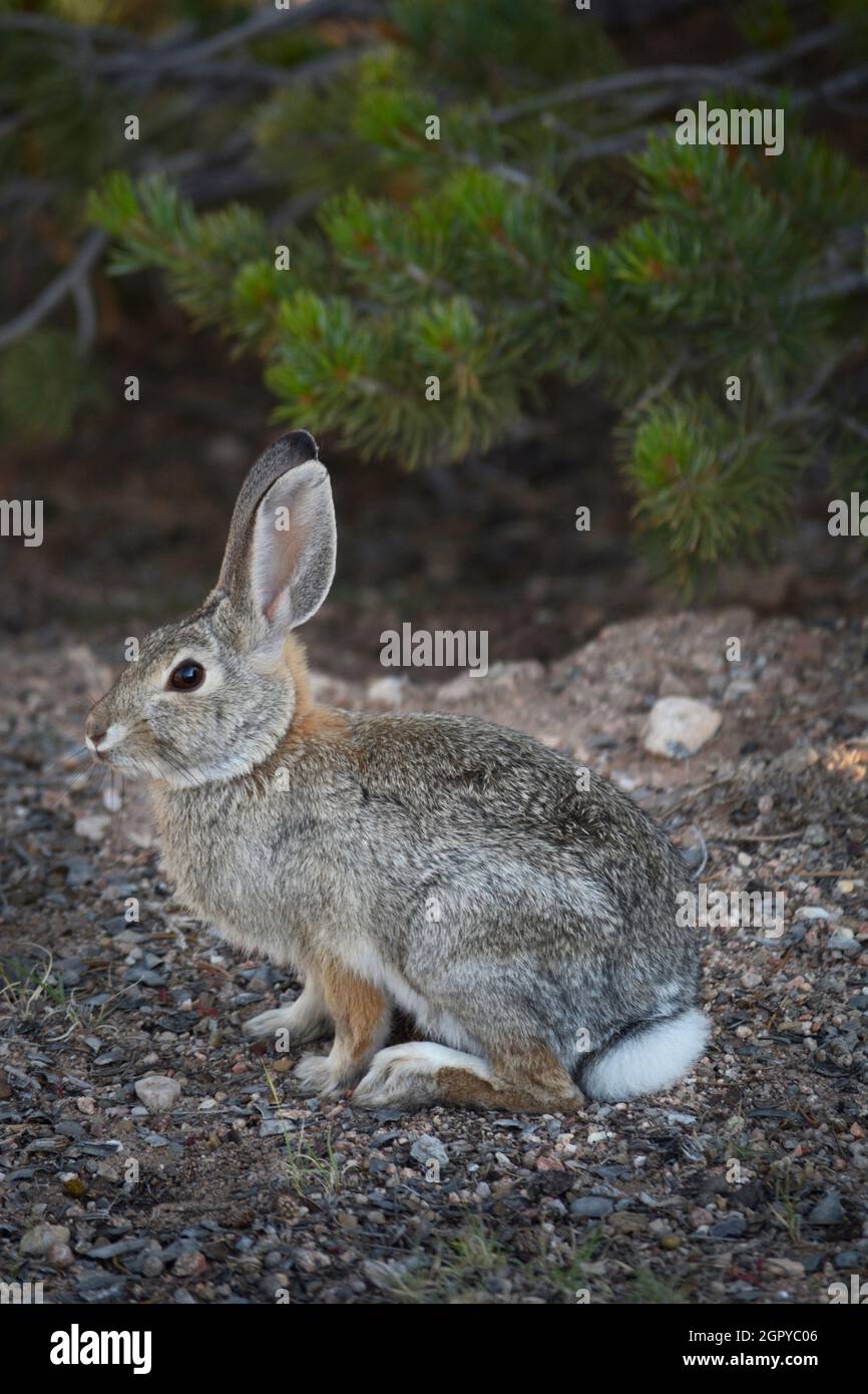 A Desert Cottontail rabbit (Sylvilagus audubonii)  in Santa Fe, New Mexico. Stock Photo