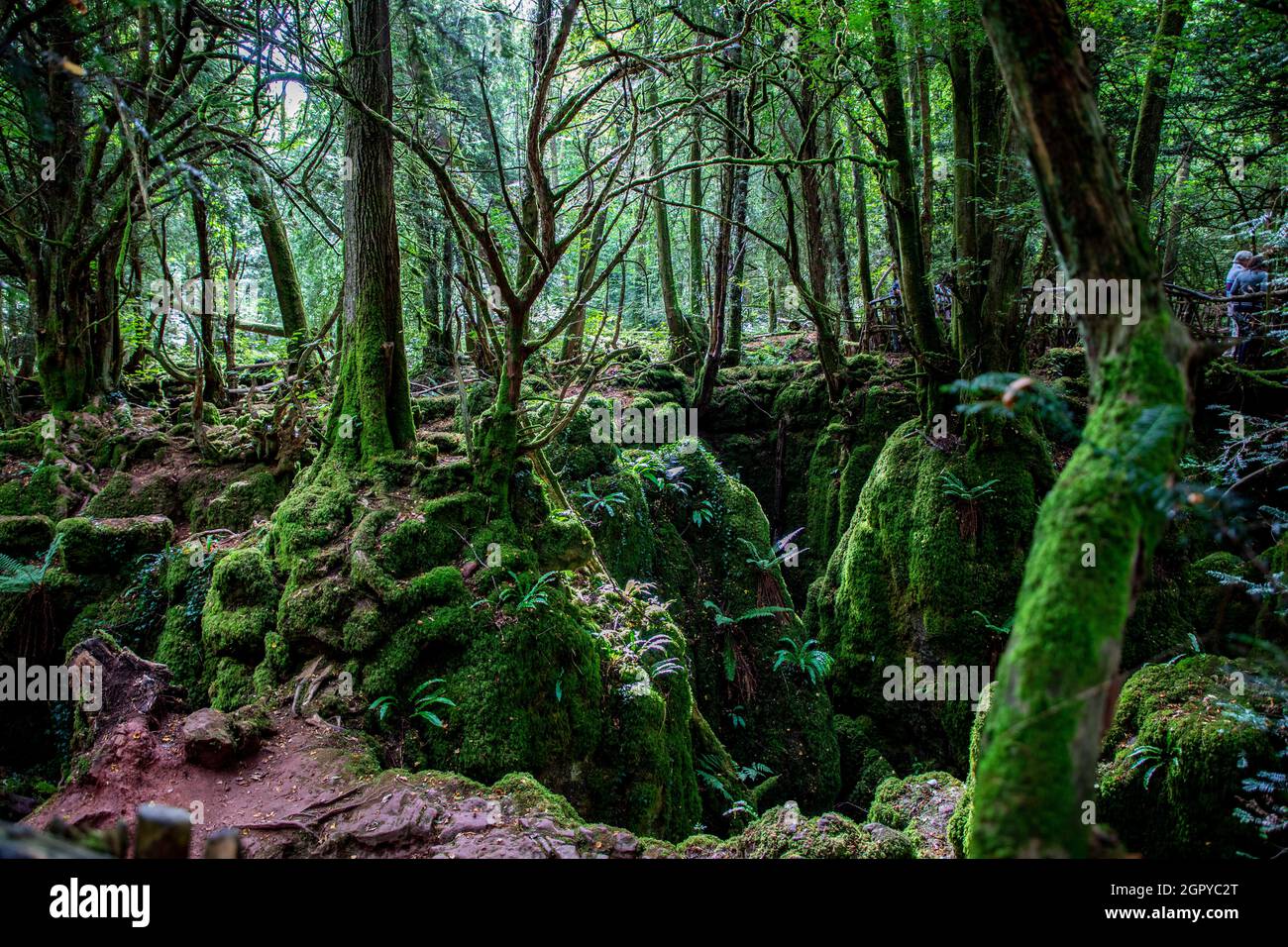 Puzzle Wood Forest of Dean Stock Photo - Alamy