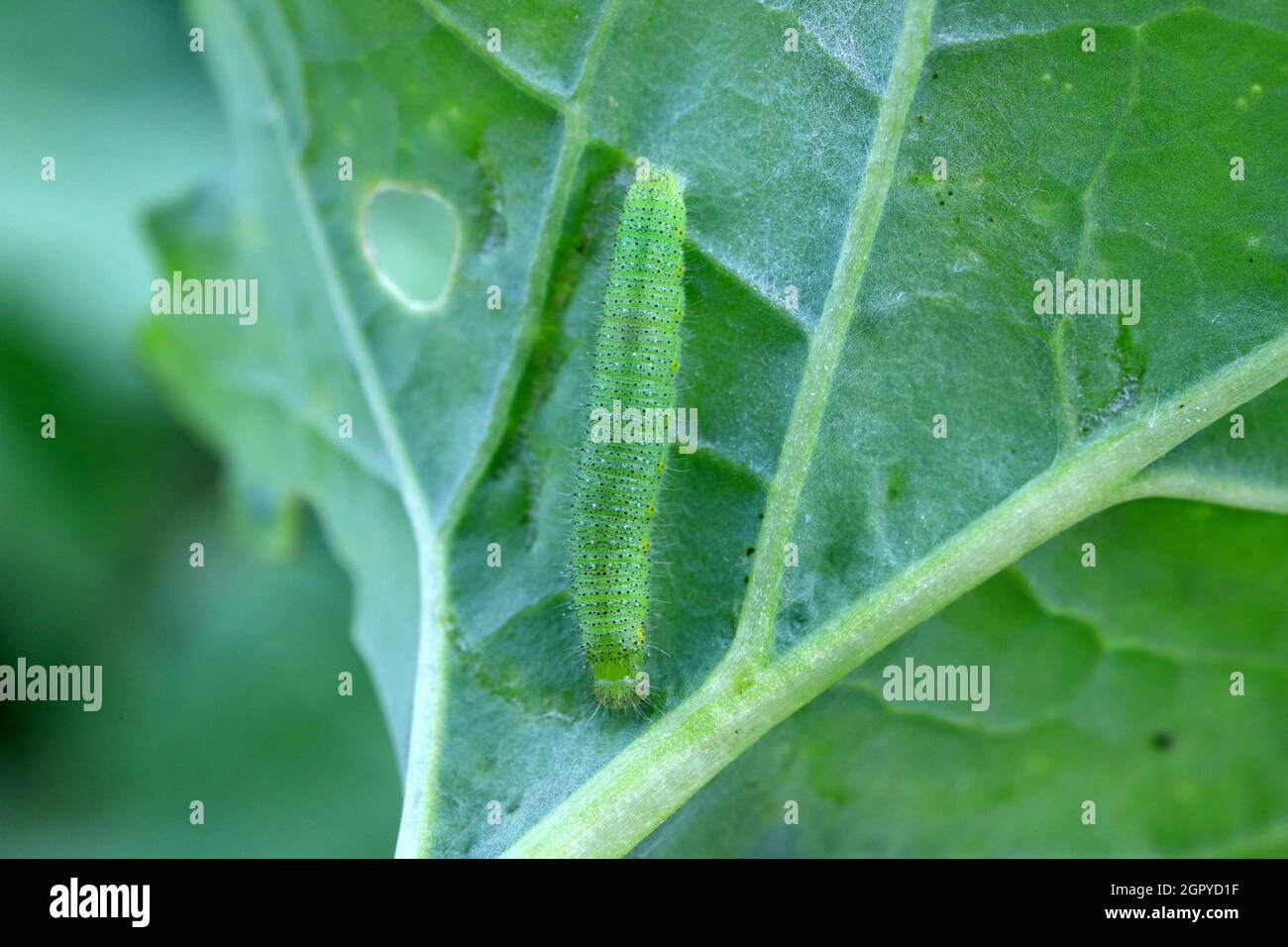 Caterpillar of small white or small cabbage white (Pieris rapae) on damaged cabbage leaves. Dangerous pest of many plants. Stock Photo