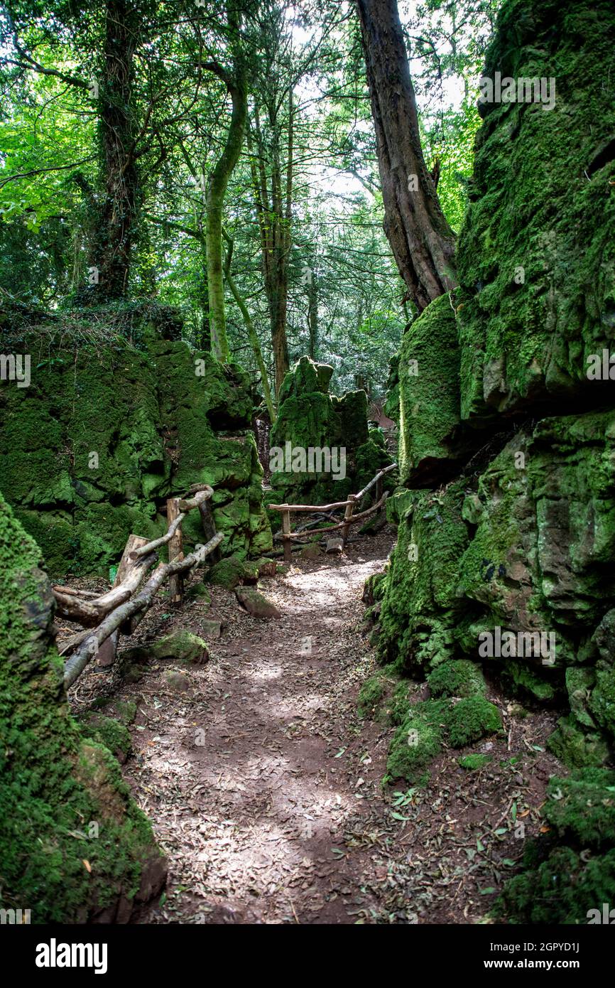 Puzzle Wood Forest of Dean Stock Photo Alamy
