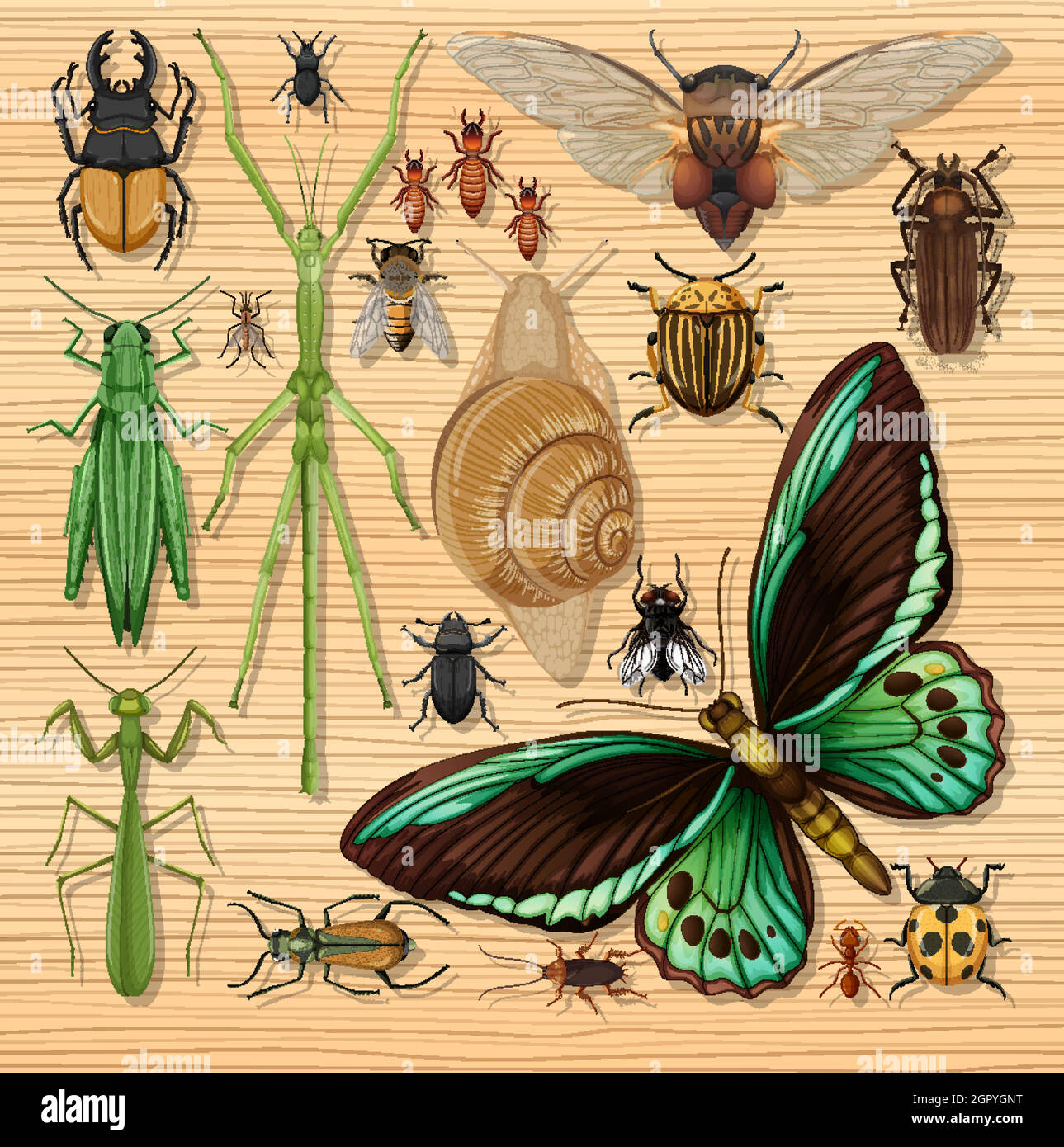 Set of different insects on wooden wallpaper background Stock Vector ...