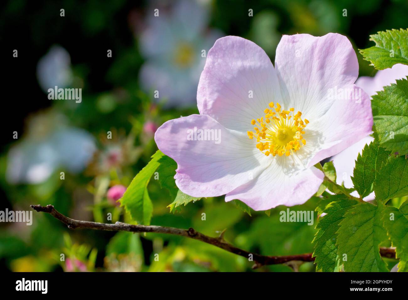 Dog Rose (rosa canina), close up of a single, slightly pink flower of ...