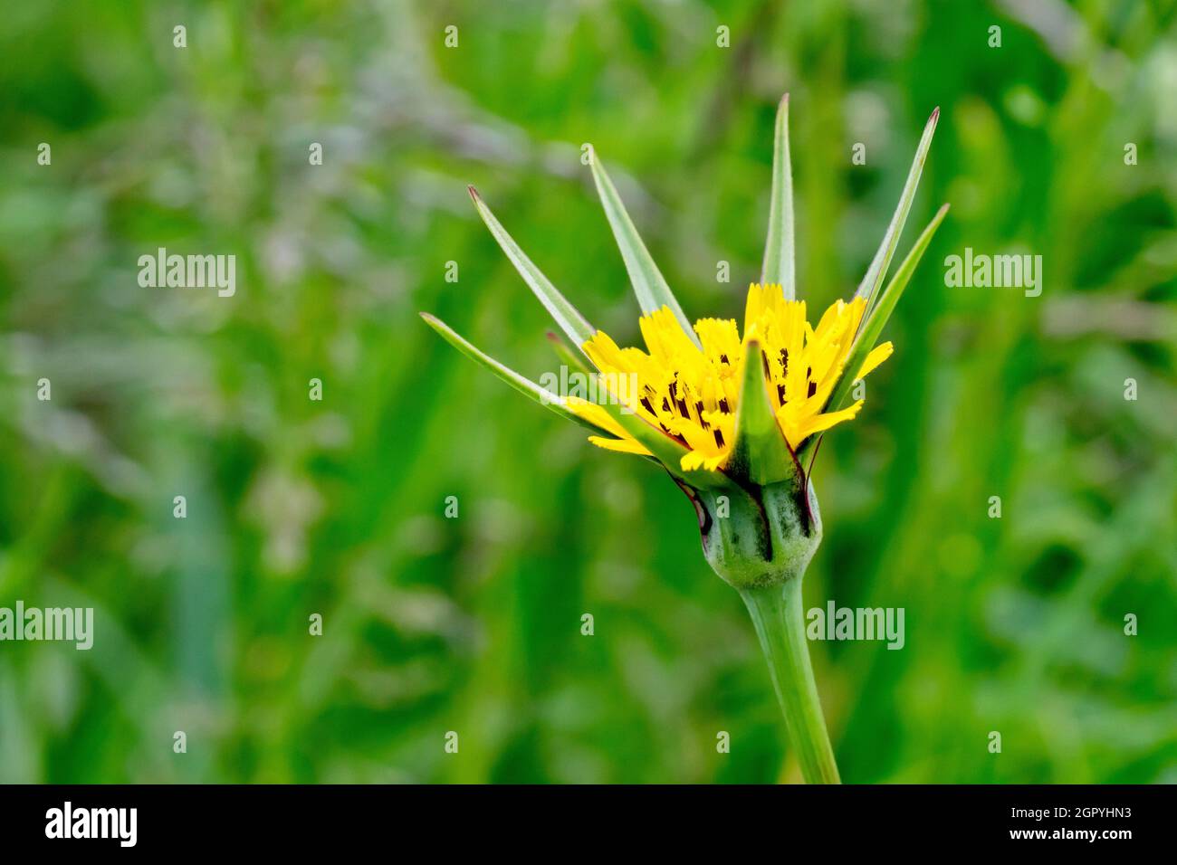 Goat's-beard (tragopogon pratensis), also known as Jack-go-to-bed-at-noon, close up of a single isolated yellow flower. Stock Photo