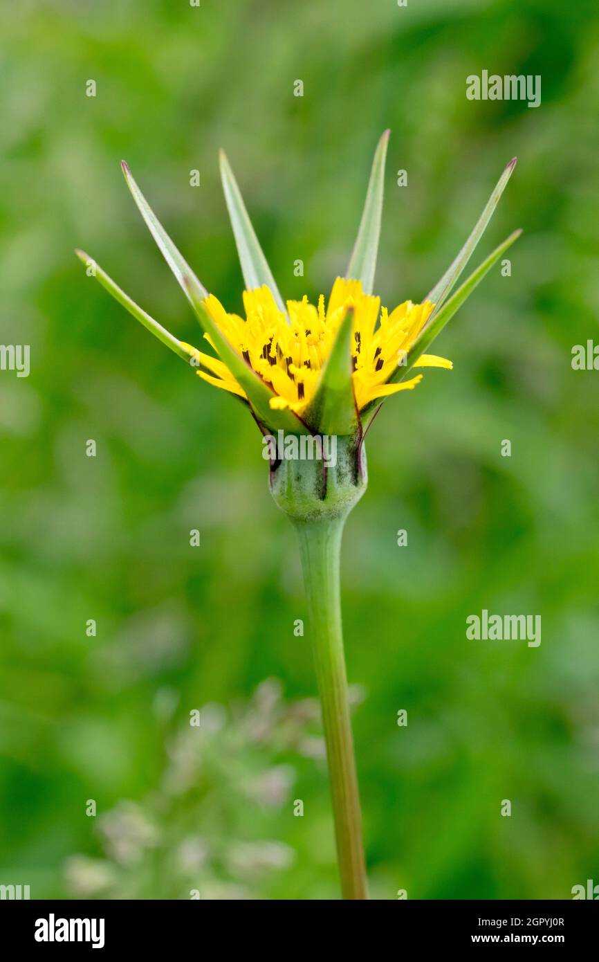 Goat's-beard (tragopogon pratensis), also known as Jack-go-to-bed-at-noon, close up of a single isolated yellow flower. Stock Photo