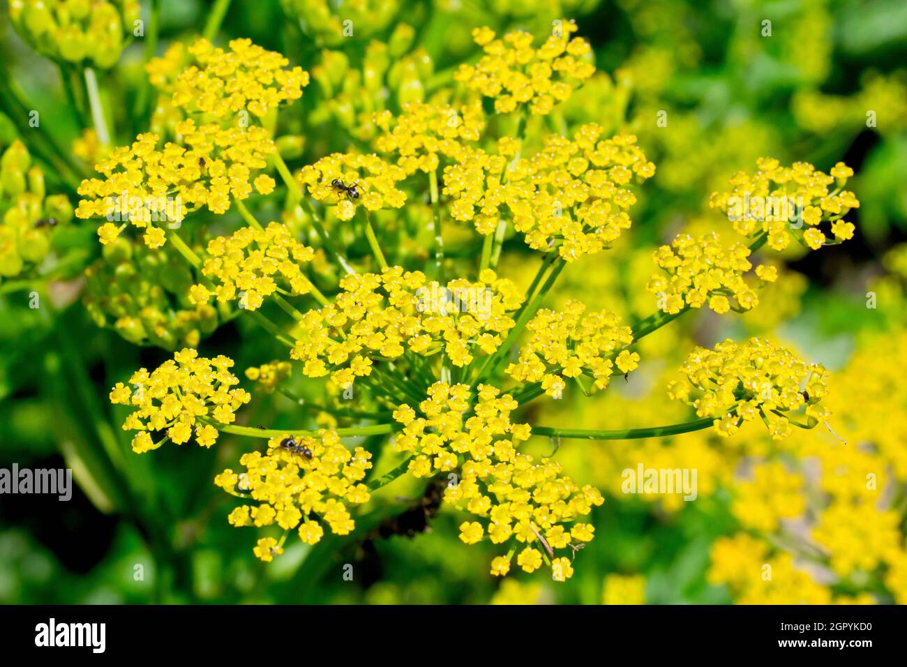 Wild Parsnip (pastinaca sativa), close up showing the many small yellow florets that make up the large broad flowerheads of the plant. Stock Photo