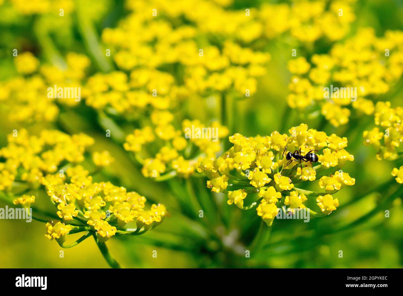 Wild Parsnip (pastinaca sativa), close up showing the small yellow florets of the plant with attendant ant, possibly Small Black Ant (lasius niger). Stock Photo