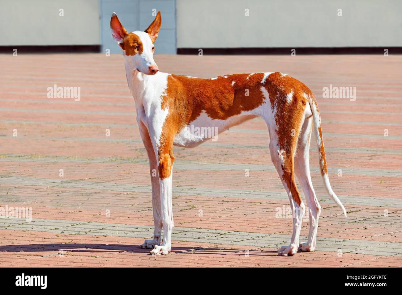 Are Hound Dogs Affectionate