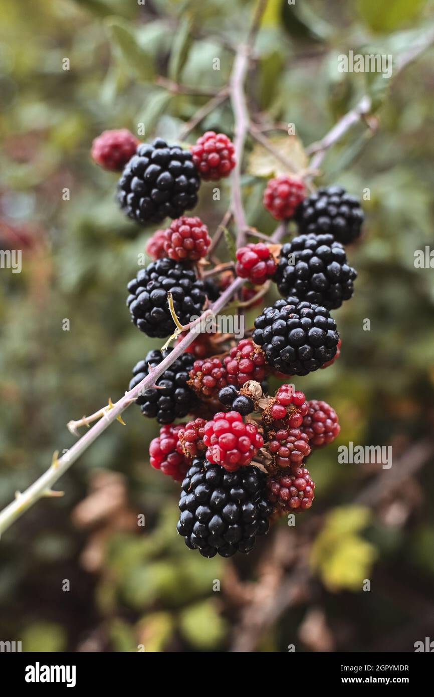 Loganberry bush hires stock photography and images Alamy