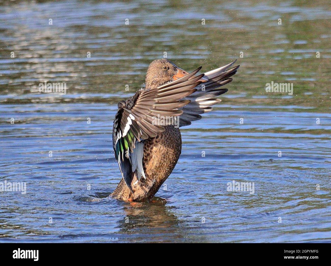 Bird Flying Over Lake Stock Photo