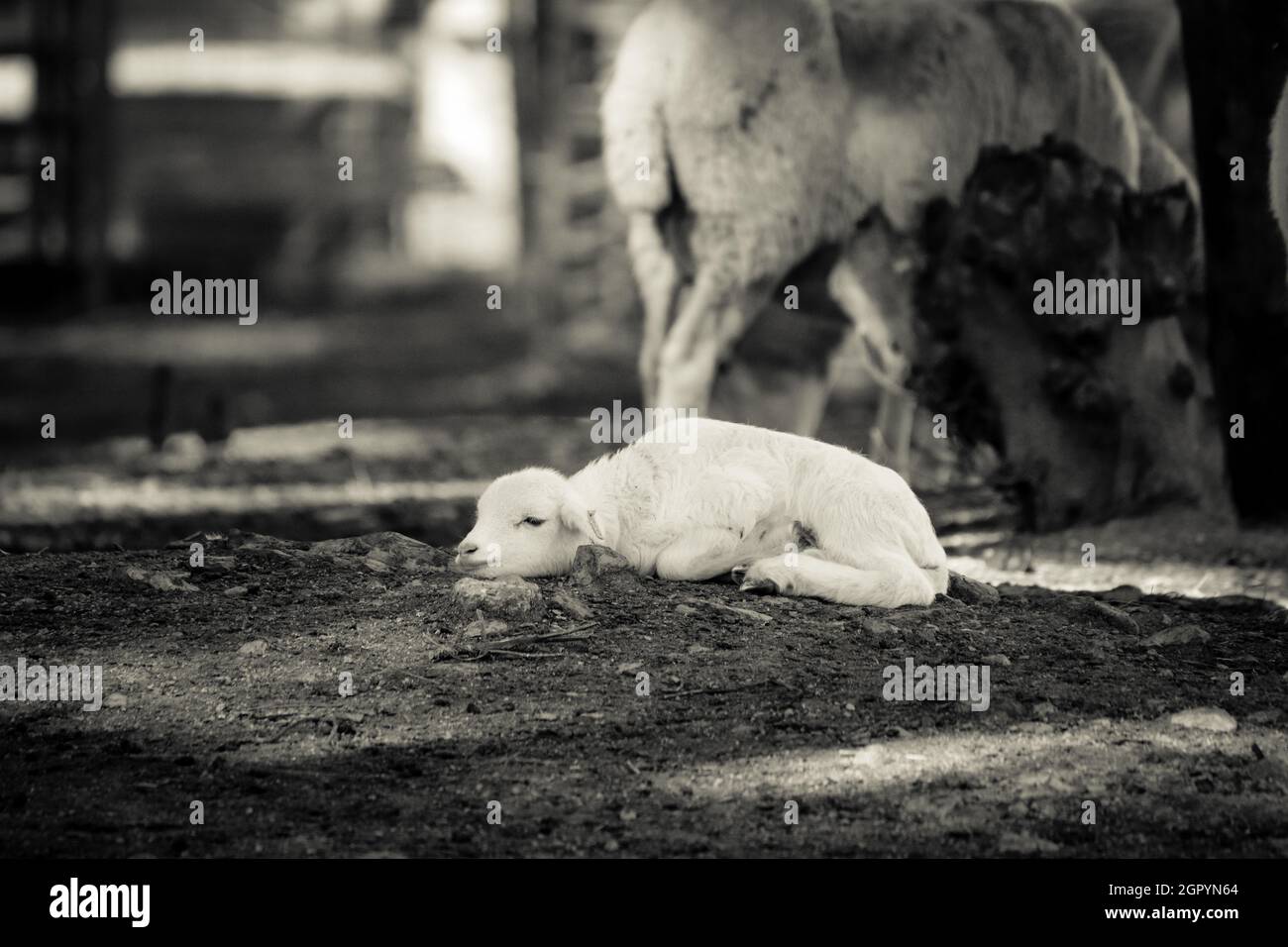 Baby sheep in a field Stock Photo