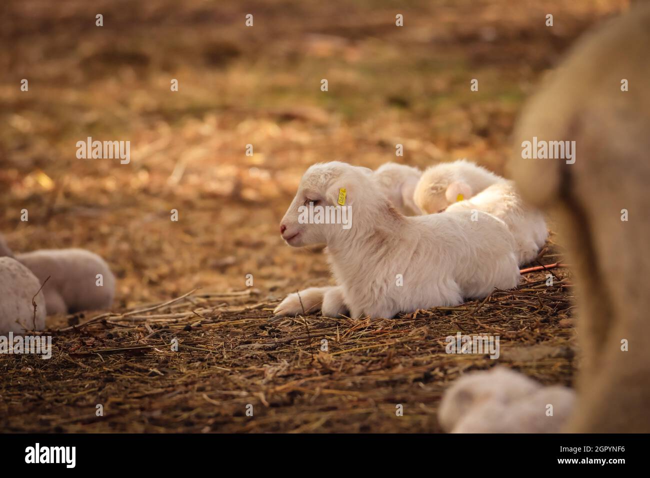 Baby sheep in a field Stock Photo