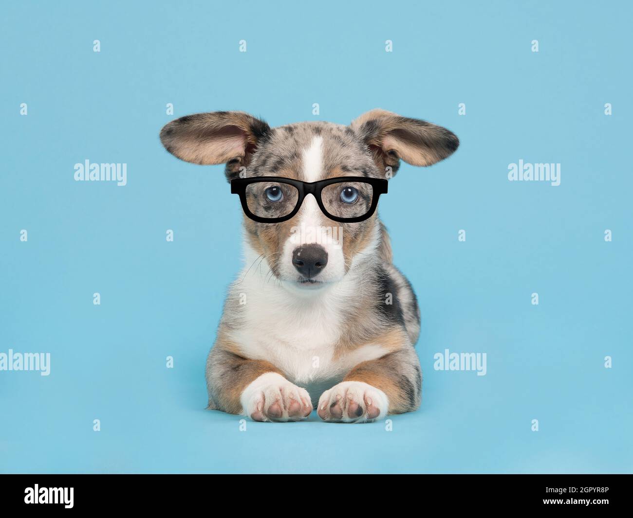 blue merle corgi puppy