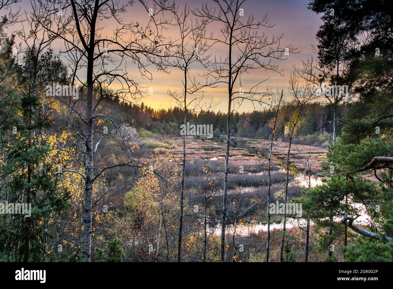 Autumn sunset in the forest with beautiful dusk colours Stock Photo - Alamy