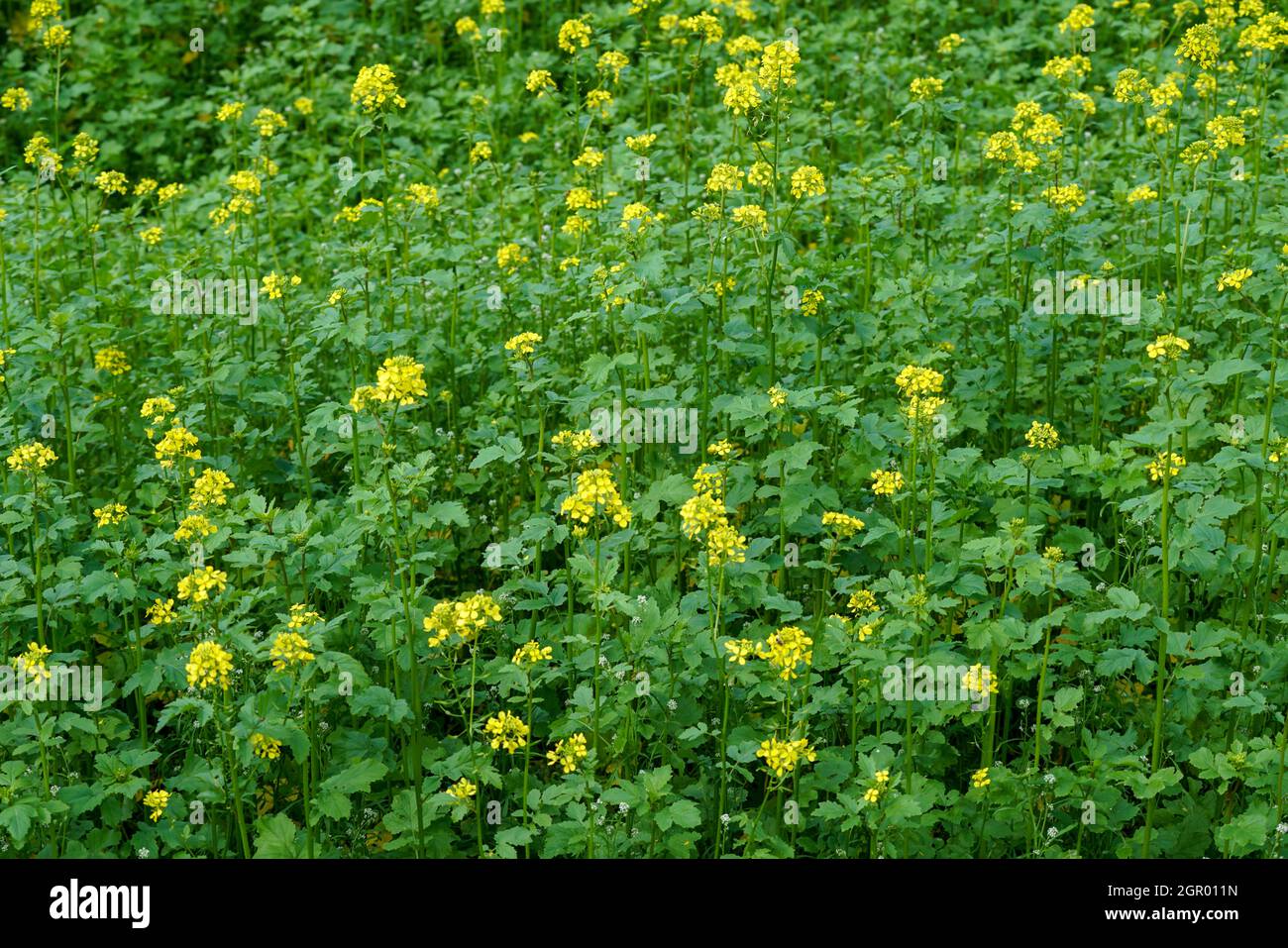 Bright field yellow flowers hi-res stock photography and images - Alamy